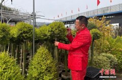 安徽肥西花木“出海” 江淮分水岭变身世界花园
